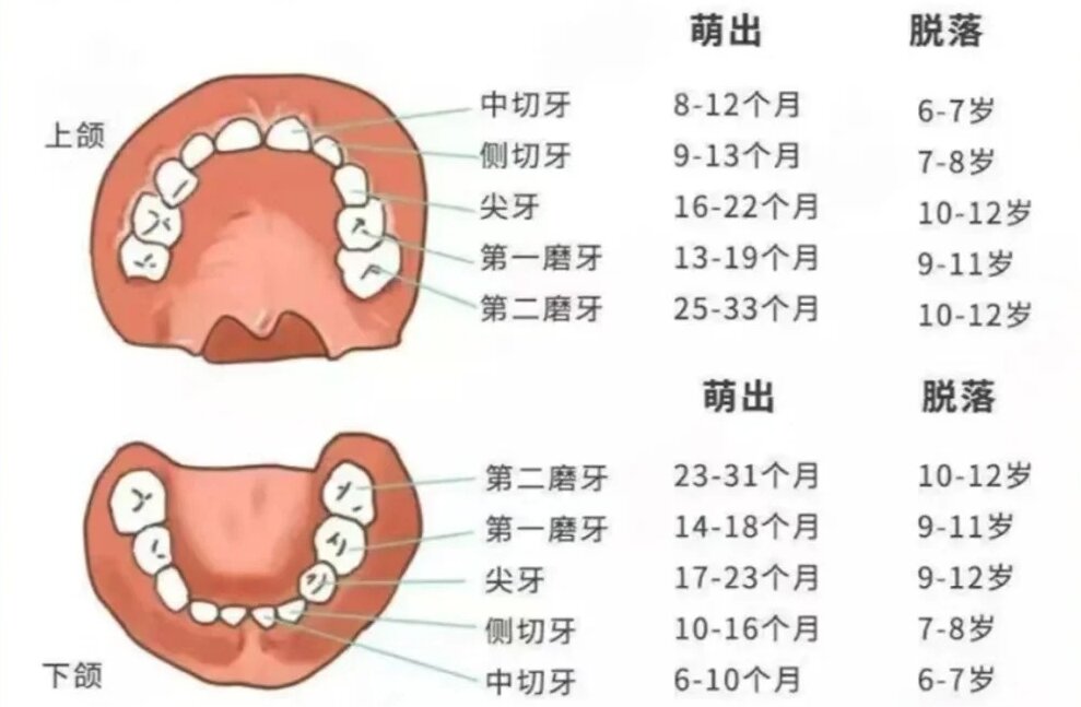 儿童换牙问题 你还在焦虑吗？_1_小红薯_5079_来自小红书网页版.jpg